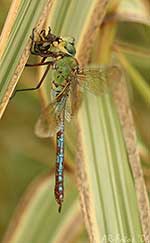 Klicken um gro&szlig;es Foto zu sehen