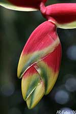 Klicken um gro&szlig;es Foto zu sehen