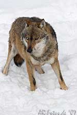 Klicken um großes Foto zu sehen