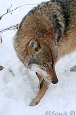 Klicken um großes Foto zu sehen