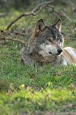 Klicken um großes Foto zu sehen