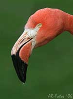 Klicken um gro&szlig;es Foto zu sehen