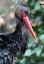 Klicken um gro&szlig;es Foto zu sehen