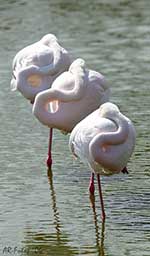 Klicken um gro&szlig;es Foto zu sehen