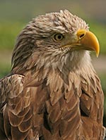 Klicken um großes Foto zu sehen