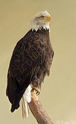 Klicken um großes Foto zu sehen