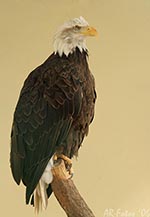 Klicken um großes Foto zu sehen