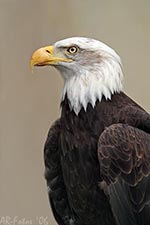 Klicken um großes Foto zu sehen