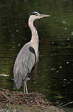 Klicken um gro&szlig;es Foto zu sehen